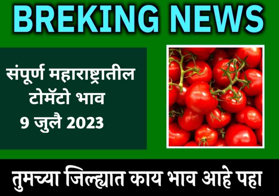 today tomato rate